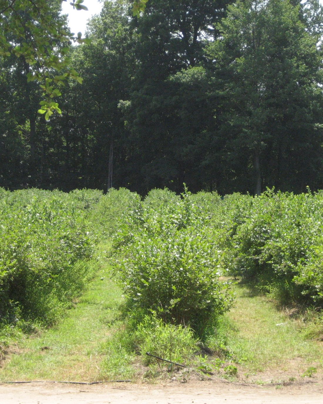 Rows of blueberry bushes in front of a line of tall trees