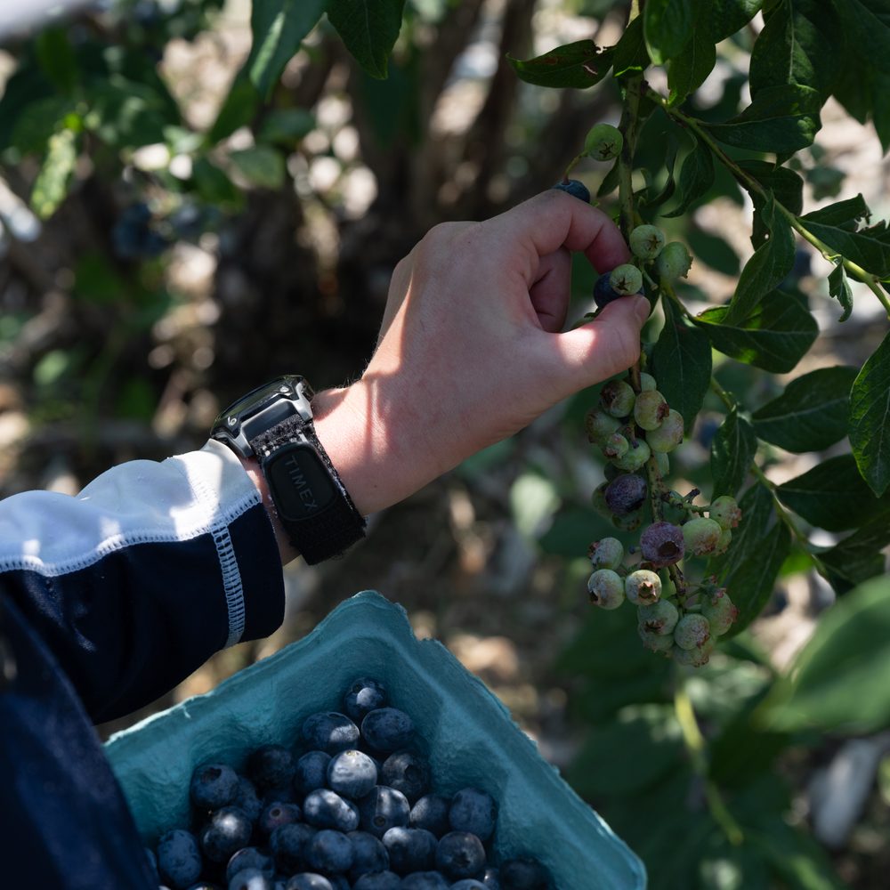 A hand picking ripe blueberries off the bush into a punnet