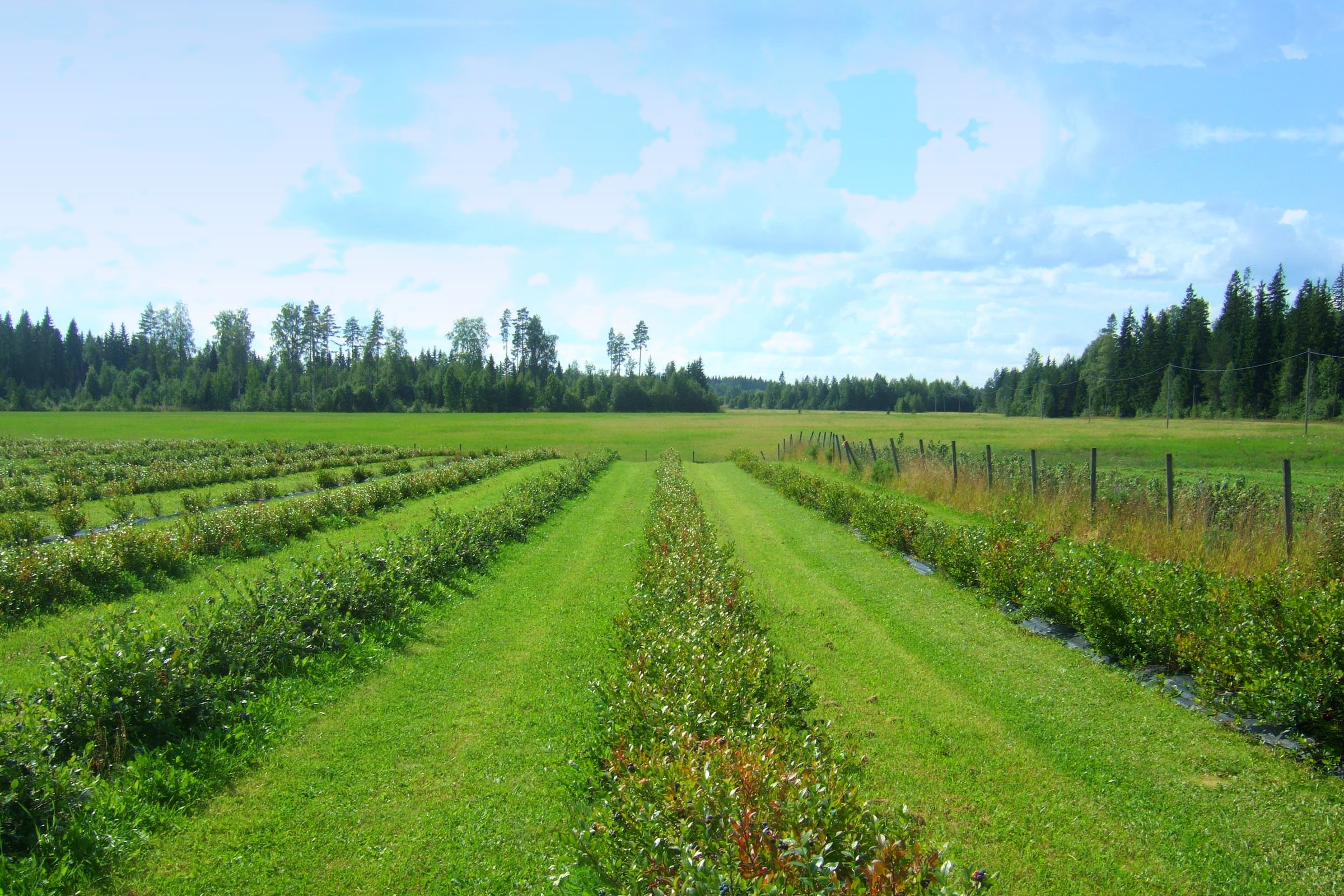 Rows of blueberry bushes running towards a line of pines under a summer sky
