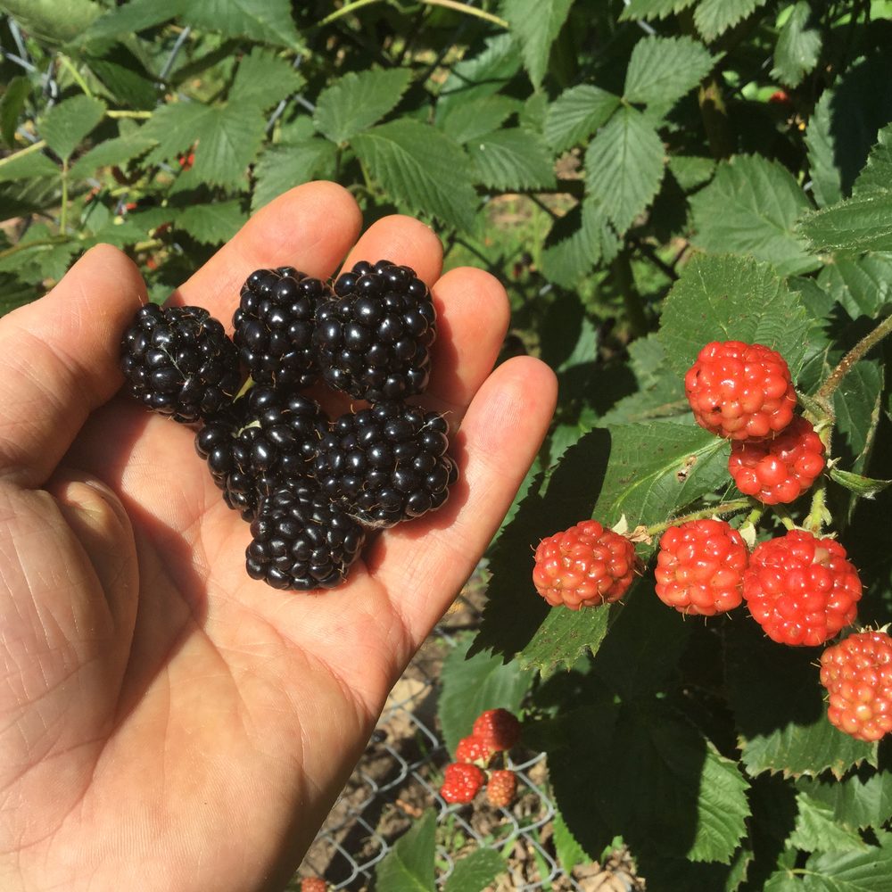 A handful of ripe berries just picked, with red unripe ones still on the cane
