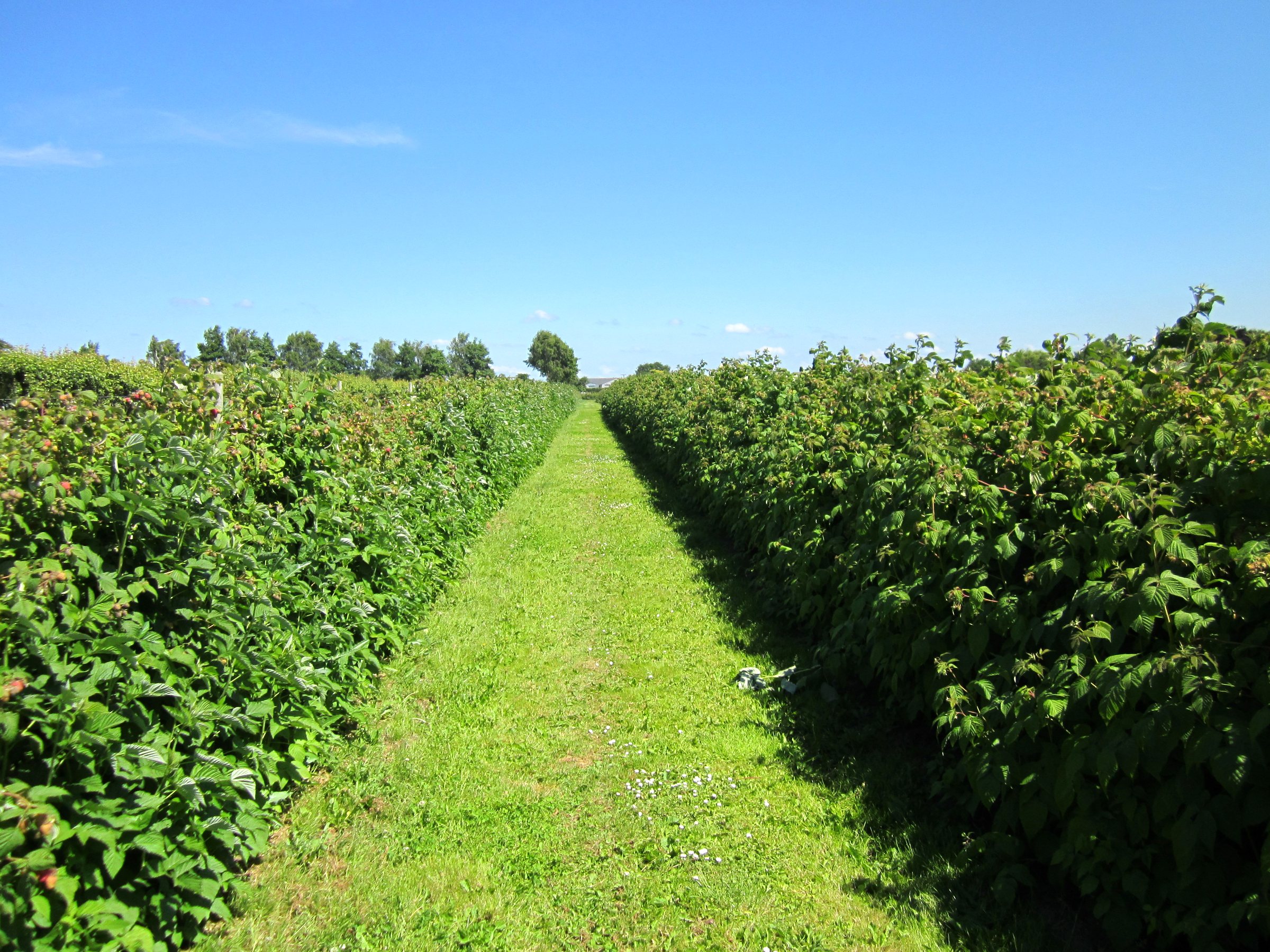 A grass path between two tall rows of berry canes under a clear blue sky