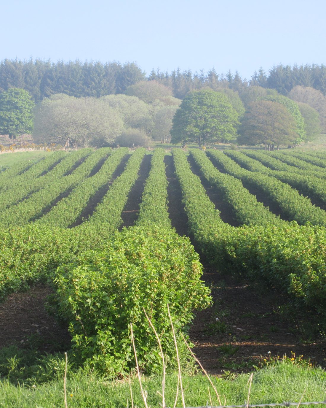 Long rows of berry canes running down to a line of trees