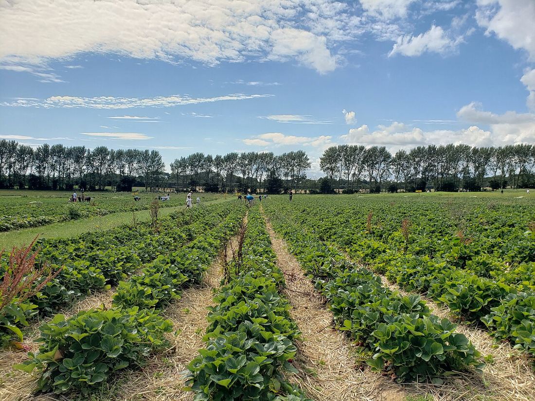 Long rows of strawberry plants under a big summer sky