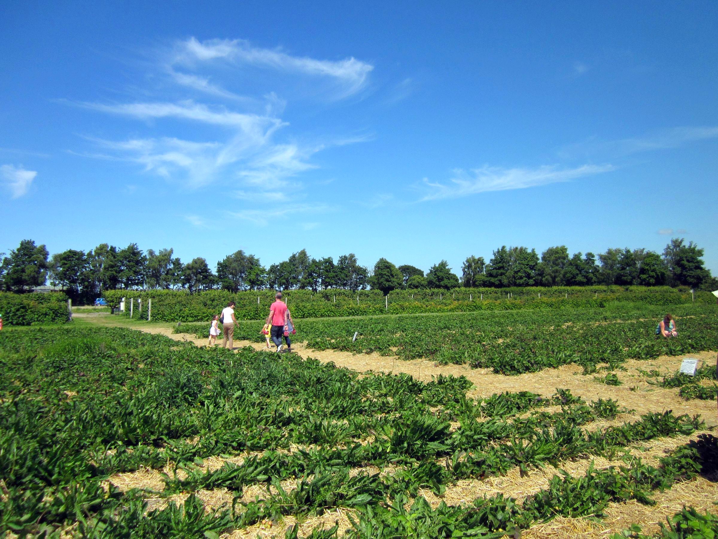A family walking between strawberry rows on a sunny day