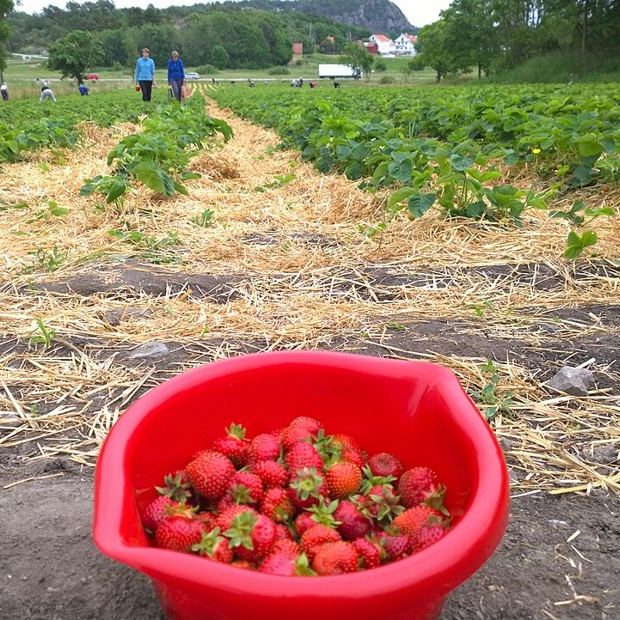 A bucket of picked strawberries between the rows