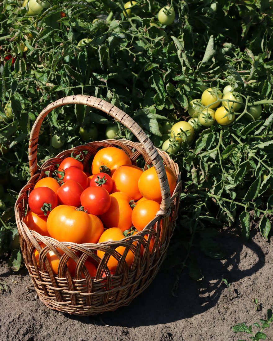 A wicker basket of ripe tomatoes in the rows