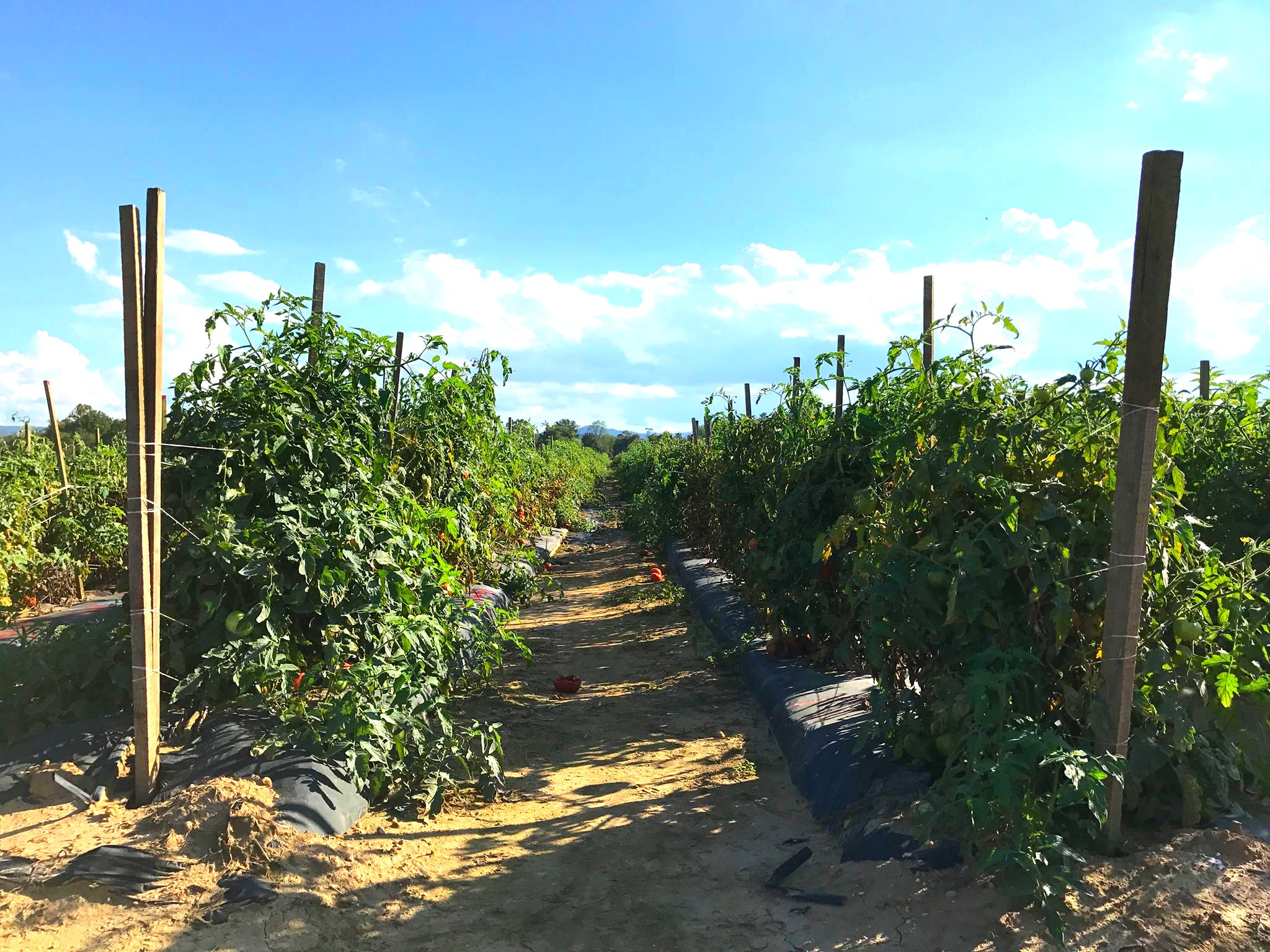 A sandy path between two rows of staked tomato plants under a summer sky