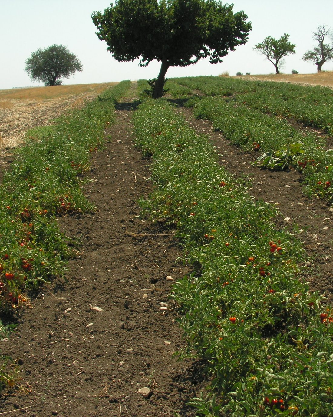 Long rows of tomato plants running towards a lone tree