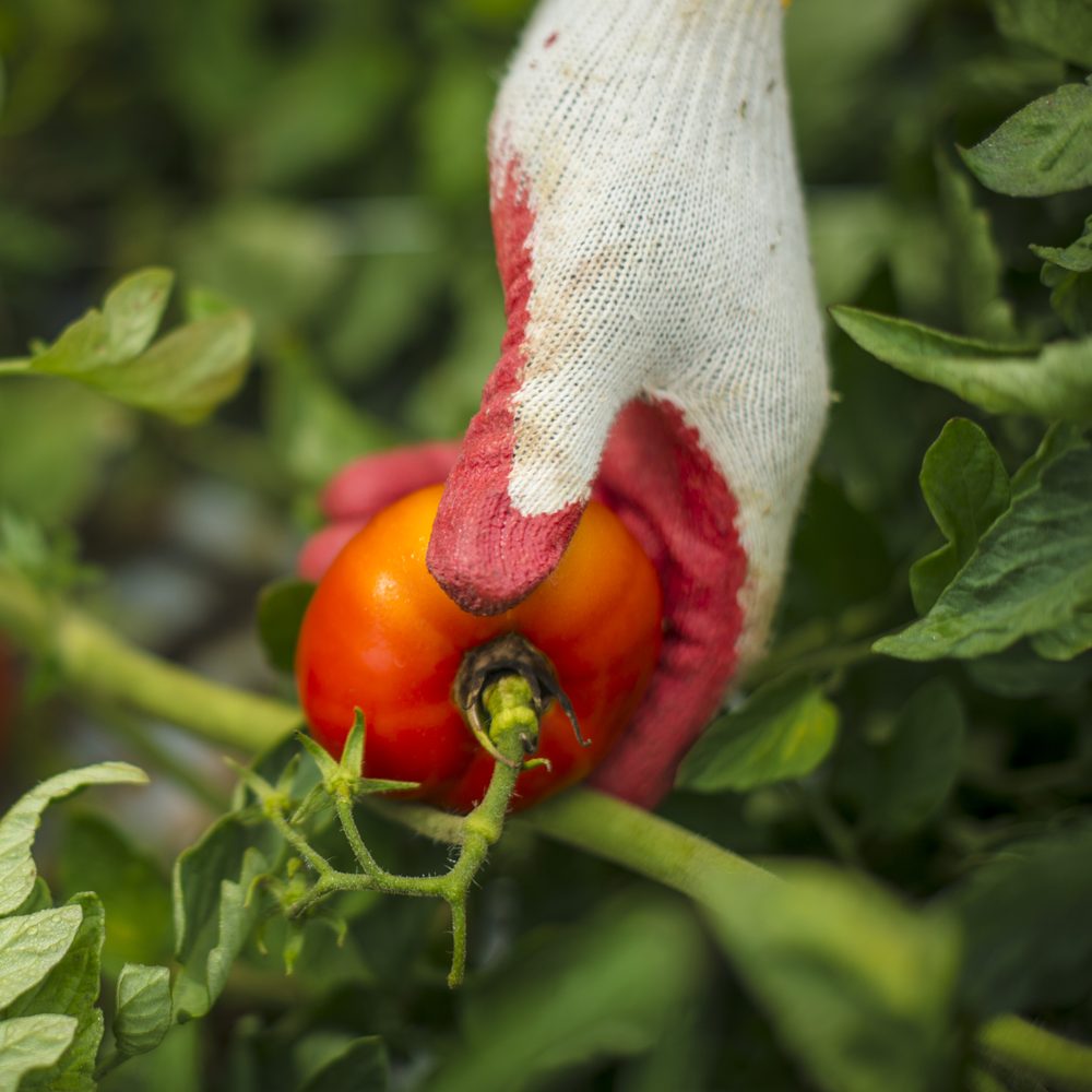 A gloved hand lifting a ripe tomato off the vine